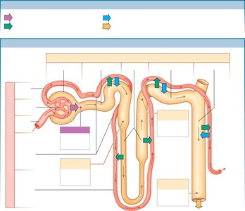 Diagram of nephron function: filtration, reabsorption, secretion, excretion