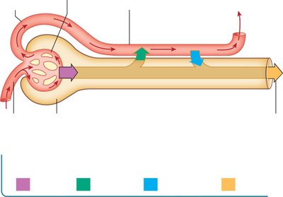Solute movement through the nephron