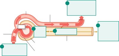 Filtration fraction in the nephron