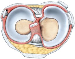 Superior view of knee joint showing menisci