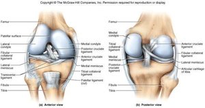 Anterior and posterior views of knee ligaments