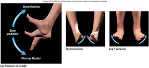 Movements of the foot: dorsiflexion, plantarflexion, inversion, eversion
