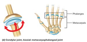 Condylar joint: metacarpophalangeal joint