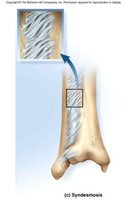 Syndesmosis joint between bones
