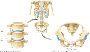 Symphysis joints: intervertebral and pubic symphysis