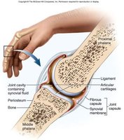 Anatomy of a synovial joint