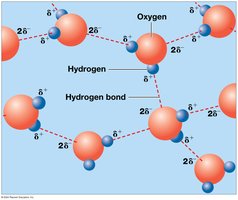 Hydrogen bonds between water molecules