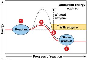 Enzymes lower activation energy
