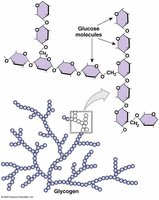 Structure of glycogen