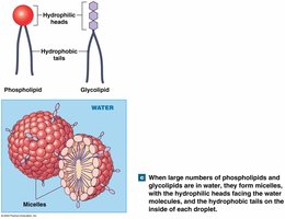 Micelle formation in water