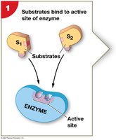 Enzyme active site binding