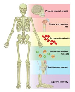 Diagram of skeletal system functions