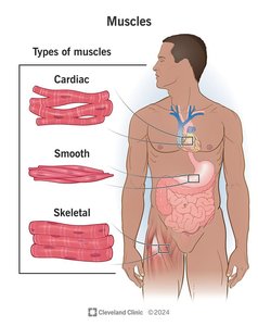 Types of muscle tissue