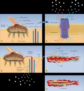 Muscle excitation and contraction sequence