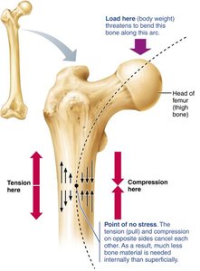 Diagram showing tension and compression in the femur