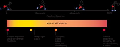 Modes of ATP synthesis during exercise