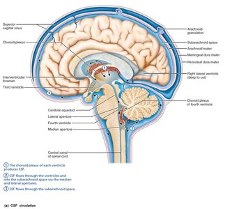 CSF circulation in the brain