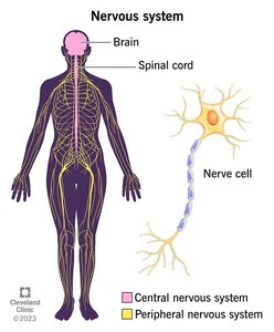 Functions of the nervous system