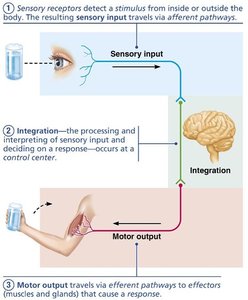 Central and peripheral nervous system diagram