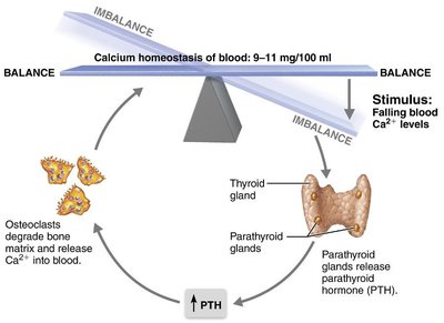 Calcium homeostasis feedback loop