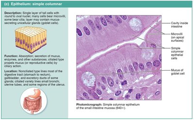 Simple columnar epithelium.