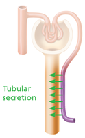Tubular secretion in the nephron
