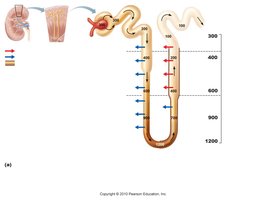Countercurrent mechanism in the nephron loop