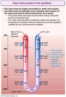 Caffeine as a natural diuretic