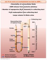ADH effect on urine concentration