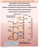 ADH effect on urine concentration