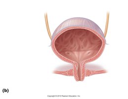 Bladder and sphincter anatomy