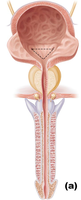 Bladder and urethra anatomy