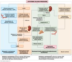 Systemic blood pressure regulation flowchart