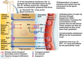 Mechanisms of tubular reabsorption
