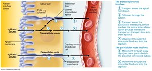 Transcellular and paracellular routes of reabsorption