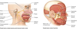 Accessory and hypoglossal nerves diagram