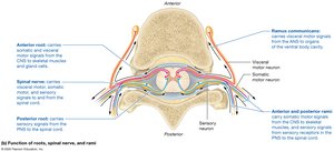 Spinal nerve roots and rami diagram