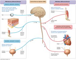 Diagram of PNS divisions and connections to CNS