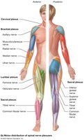 Motor distribution of spinal nerve plexuses