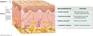 Mechanoreceptors in skin