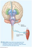 Lower motor neuron pathway