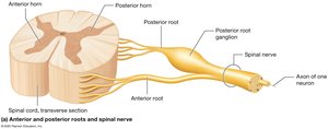 Spinal cord and roots diagram