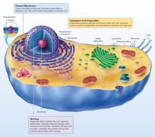 Diagram of a typical animal cell with labeled organelles