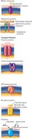 Types of membrane proteins: marker, attachment, transport, ATP-powered, receptor, and enzyme