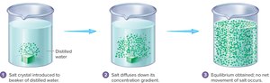 Diffusion of salt in a beaker of water