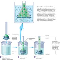 Osmotic pressure demonstration with a selectively permeable membrane