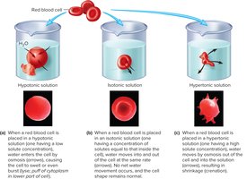 Effects of hypotonic, isotonic, and hypertonic solutions on red blood cells