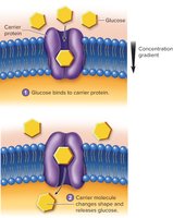 Facilitated diffusion of glucose via a carrier protein