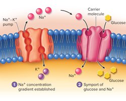 Secondary active transport: symport of glucose and sodium