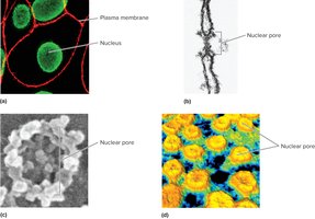 Microscopic images of nuclear pores using different microscopy techniques
